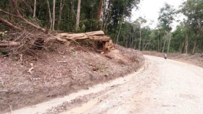 Bikin Jalan di Kawasan Hutan, Pemkab Muaro Jambi Akan Digugat