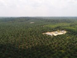 Lima Perusahaan Sawit Merambah Kawasan Hutan di Batanghari, Salah Satunya Milik Konglomerat