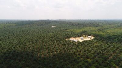 Lima Perusahaan Sawit Merambah Kawasan Hutan di Batanghari, Salah Satunya Milik Konglomerat