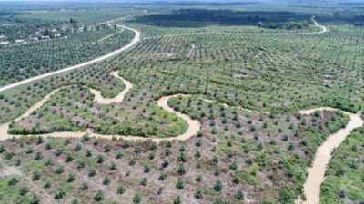 Gaya PTPN VI Jambi, Replanting Sawit di Bibir Sungai