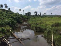 Setengah Konsesi PT ALN di Kawasan Gajah dan Tanam Karet di Bibir Sungai