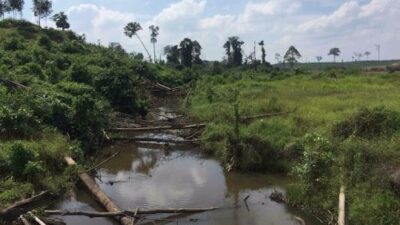 Setengah Konsesi PT ALN di Kawasan Gajah dan Tanam Karet di Bibir Sungai