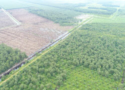 132 Perusahaan Perkebunan Diduga Merambah Hutan, Salah Satunya PT Petaling Mandraguna