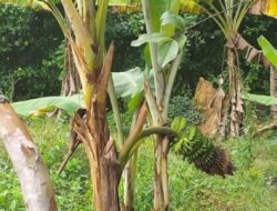 Warga Sarolangun Temukan Pisang Berbuah di Tengah Batang