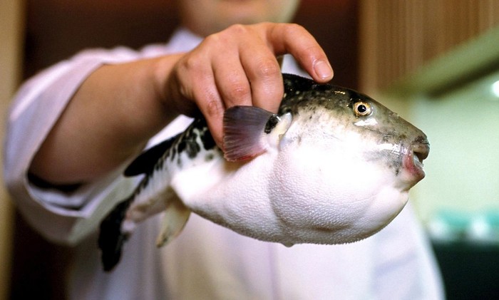 Ikan Buntal Mengandung Racun