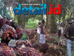 Pengaruh Corona, Harga TBS di Jambi Turun Drastis