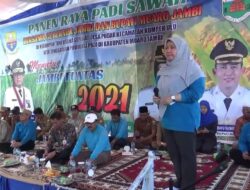 Bupati Masnah Panen Raya Padi di Kumpeh Ulu