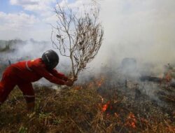 Alasan BRG Dukung Jokowi Konversi Lahan Gambut Jadi Sawah