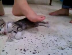 Fakta di Balik Video Viral 3 Perempuan Injak Kucing Sampai Mati