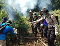 BNN Sumut Musnahkan 8 Hektar Ladang Ganja Milik Warga