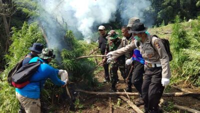 BNN Sumut Musnahkan 8 Hektar Ladang Ganja Milik Warga