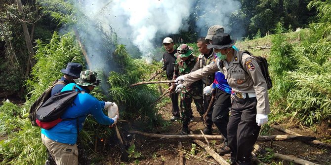 BNN Sumut Musnahkan 8 Hektar Ladang Ganja Milik Warga