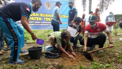 Bersama Temenggung SAD, Bupati Tebo Tanam Pohon Buah Hutan yang Sudah Langka 