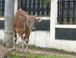 Fachrori Serahkan Bantuan Sapi Kurban Buat Jemaah Masjid Ataqwa