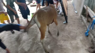 Sapi Mengamuk Saat akan Disembelih, Satu Warga Kena Tendang