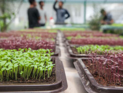 Sayuran Mini yang Bisa Ditanam di Rumah, Microgreens