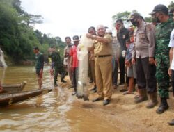 Bupati Safrial Panen Ikan di Sungai Lubuk Larangan Raja Gagak Dusun Mudo