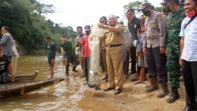 Bupati Safrial Panen Ikan di Sungai Lubuk Larangan Raja Gagak Dusun Mudo