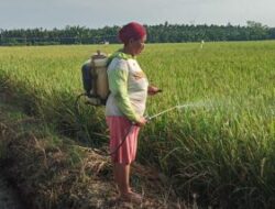 Tak Punya Lahan, Bikin Petani Terbelit Beragam Sewa