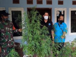 Seorang Kakek di Tasikmalaya Puluhan Tahun Tanam Ganja di Atap Rumah