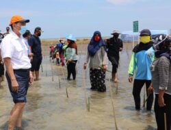 Luhut Perintahkan Lobi Eropa dan Abu Dhabi Soal Mangrove