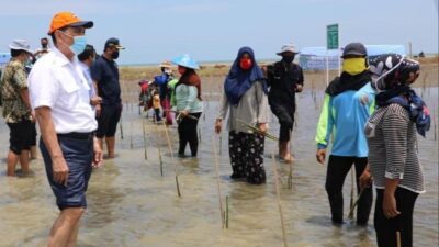 Luhut Perintahkan Lobi Eropa dan Abu Dhabi Soal Mangrove