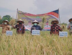 Bupati Muarojambi Panen Raya Padi di Desa Kemingking Luar