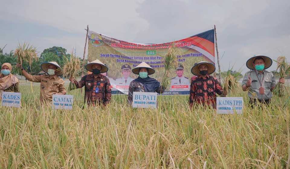 Panen Raya Padi