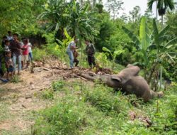 Gajah Sumatera Mati di Kawasan Konservasi Aceh Utara Meulaboh