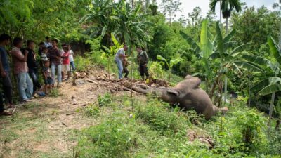 Gajah Sumatera Mati di Kawasan Konservasi Aceh Utara Meulaboh