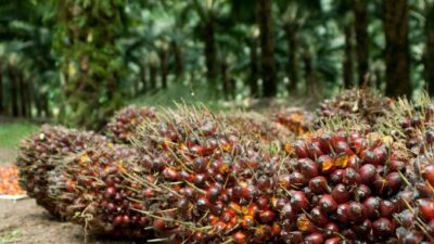 Nyaris Rp 4.000! Harga Sawit Periode 4-10 Maret 2022 Terbang