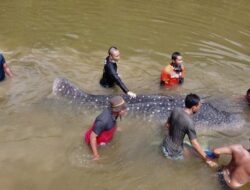 Petugas BKSDA Evakuasi Hiu Paus dari Sungai di Kota Kendari