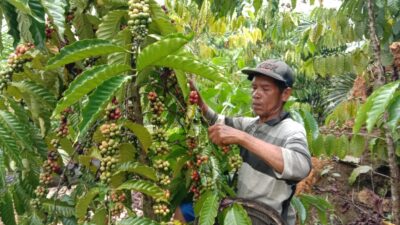 Hasil Panen Petani Desa Pemayungan Cukup Menggiurkan