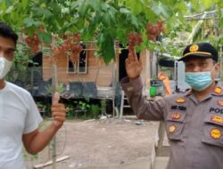 Dari Tanah “Asin”, Anggur Manis Tungkal Siap Mendunia