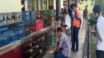 KLHK Gerebek Rumah di Samarinda, Sita 66 Burung Dilindungi Siap Jual