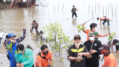 Penanaman Mangrove