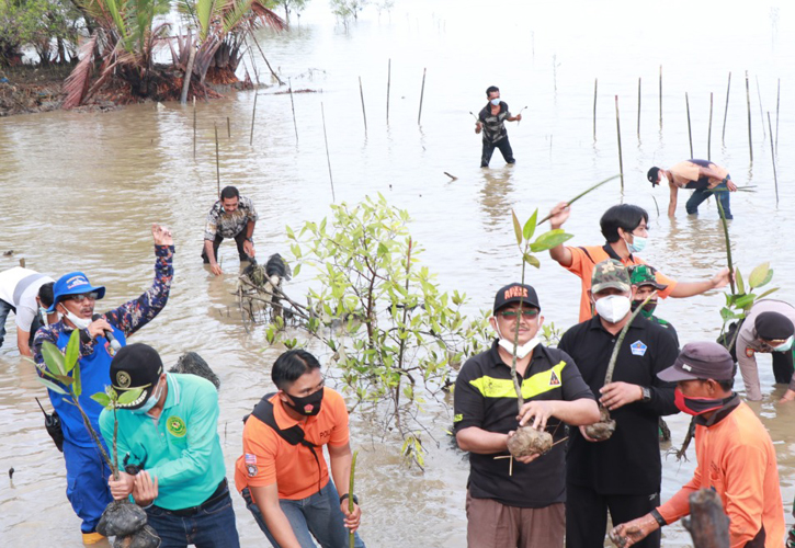 Penanaman Mangrove