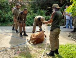 Pol PP Tangkap 9 Ekor Hewan Ternak yang Berkeliaran di Tengah Kota 