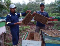 Mampu Hasilkan Satu Ton Sebulan, Petani Madu di Tanjungjabung Timur Keluhkan Harga Madu yang Tak Stabil