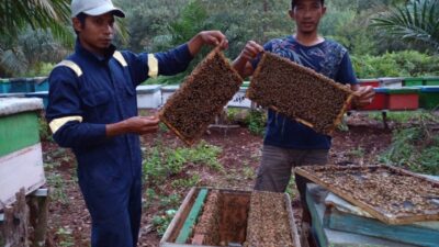 Petani Madu