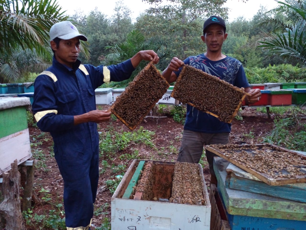 Petani Madu