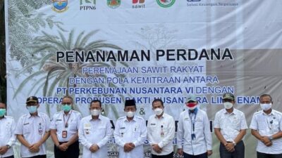 Dihadiri Wagub, PTPN VI Jambi Menggelar Penanaman Peremajaan Sawit Rakyat dengan Menggandeng Koperasi