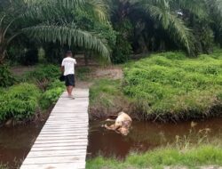 Babi Hutan Bermatian, Harimau TNBS Turun ke Permukiman Warga Tanjungjabung Timur