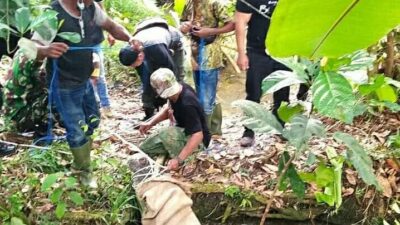 Meresahkan, 11 Ekor Buaya Peliharaan Warga Muarojambi Berhasil Dievakuasi