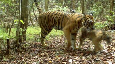 Warga Tebo Waswas, Harimau Memangsa Sapi dan Kambing