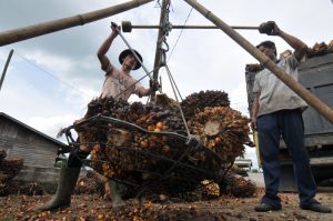 Update Harga Terbaru 25 Februari-3 Maret 2022, Sawit di Jambi Naik