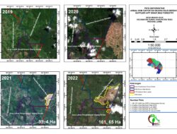 Anti Illegal Loging Institute Menyebut Sinarmas Forestry Group Merambah Perhutanan Sosial