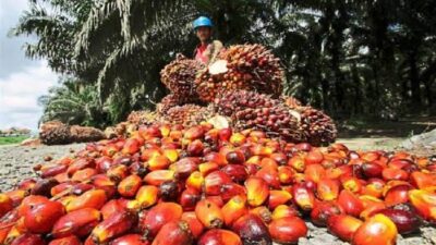 Update Harga Sawit di Provinsi Jambi, Terjadi Penurunan