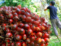 Tak Punya Kebun Inti, 33 PKS di Jambi Melanggar Permentan