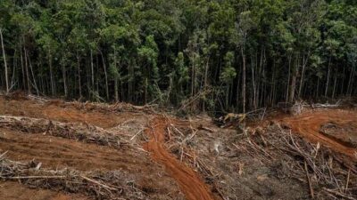 Kawasan Hutan Lindung Gambut, Masyarakat Dilarang Namun Perusahaan Minyak Bebas Beraktivitas